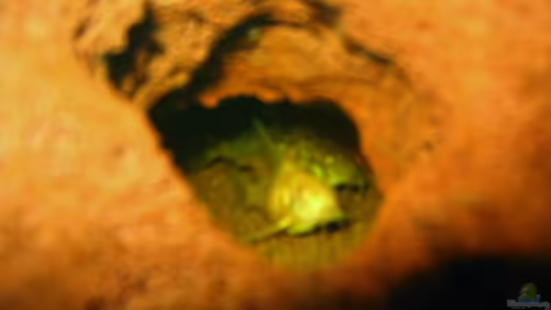 Panzerwelsnachwuchs (1 Albino,1 Normaler) von Sabine Hoffmann (26)