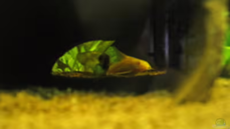 Panzerwelsnachwuchs (Albino) von Sabine Hoffmann (25)