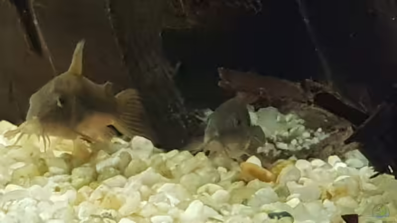 Panzis  von Mel (25)