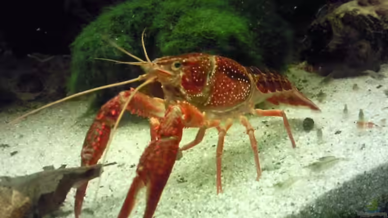 Krebse im Aquarium halten (Einrichtungsbeispiele für Krebs-Aquarien)
