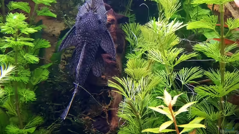 Papa mit stattlichen 14 cm von Thomas Müller (74)