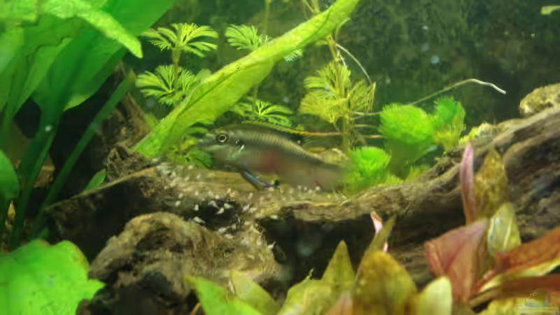 Papa Prachtbarsch unterwegs mit den Kleinen :-) von lunimami (6)