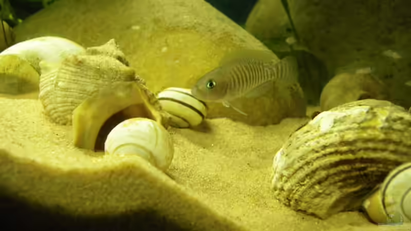 Papa schnecki von Bazzi (46)