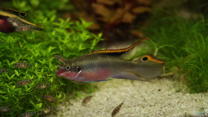 Papa Smaragdprachtbarsch mit Kinder von Aniram (6)