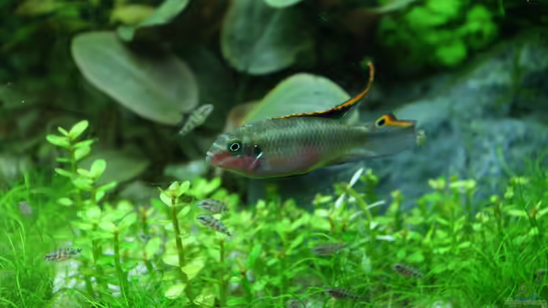 Einrichtungsbeispiele für die Haltung von Pelvicachromis taeniatus (Smaragdprachtbarsch) im Aquarium