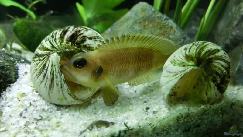 Papa von The BugZ (23)