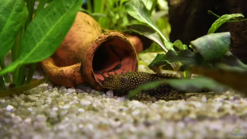 Papa Wels bewacht die Jungen von Daniel Knaeple (8)