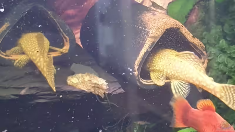 Papa x 2 von Christian Roger Rohrer (16)