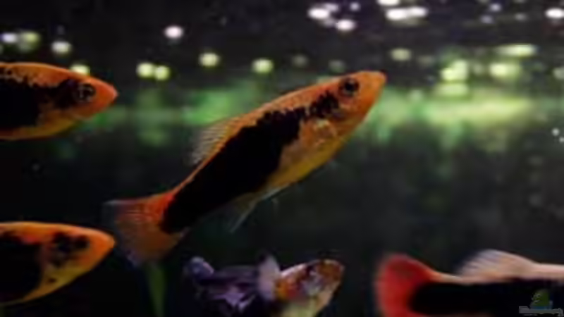 Black Mollys im Aquarium halten (Einrichtungsbeispiele für Poecilia sphenops)