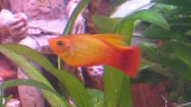 Papageien-Moly von Gaspode (26)