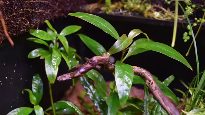 Papageienblatt - Alternanthera reineckii emers von Junglist (57)