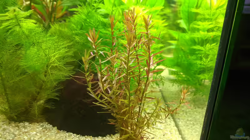 Papageienblatt (17.06.2020) von Ameisenalex (23)