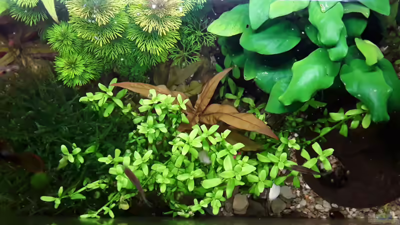 Papageienblatt von Bessey (11)