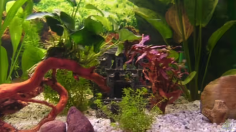 Papageienblatt von Brianna (4)