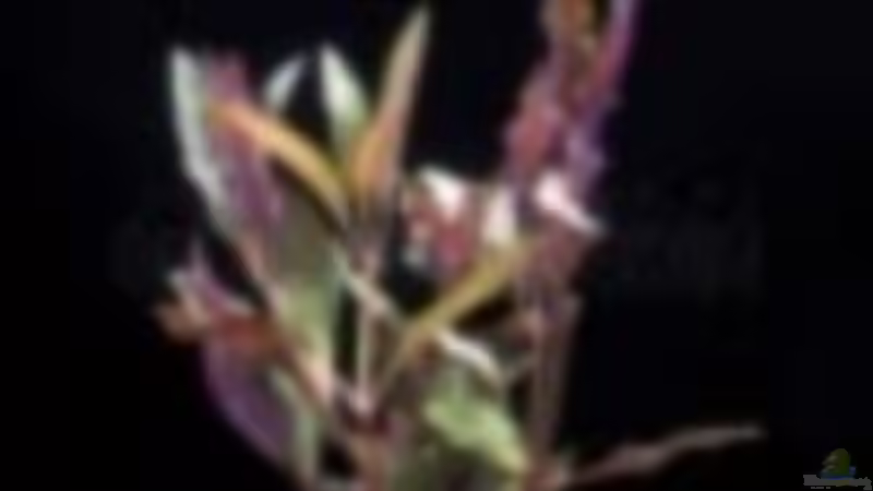 Papageienblatt von frankt7 (13)