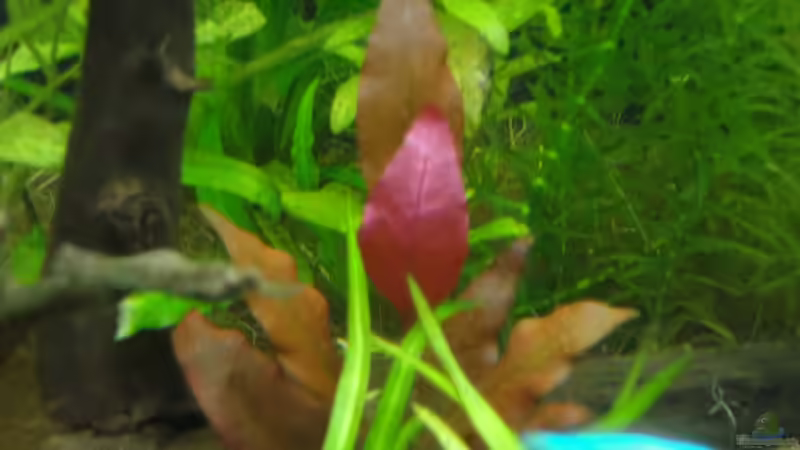 Papageienblatt von Franz Wüest (11)