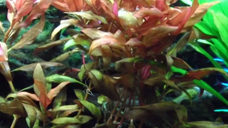 Papageienblatt von Opodeldok (14)