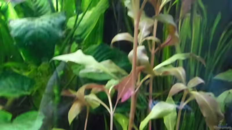 Papageienblatt von Ruppinho (18)