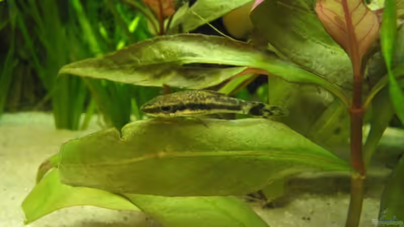 Papageienblatt von Sebastian W. (8)