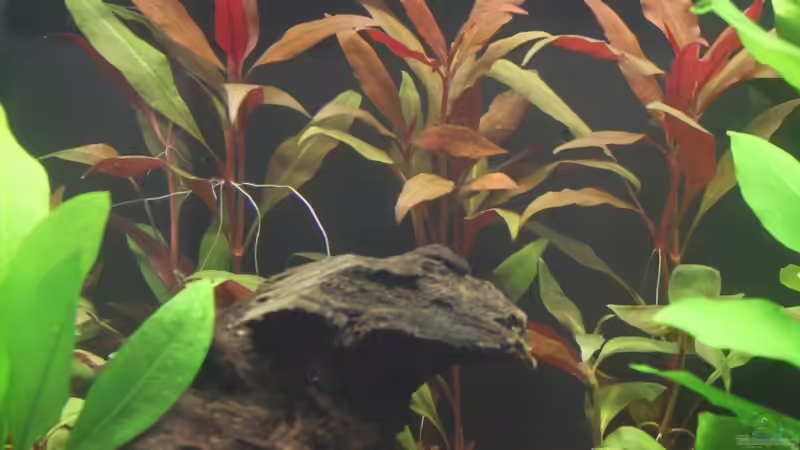 Papageienblatt von urml87 (13)