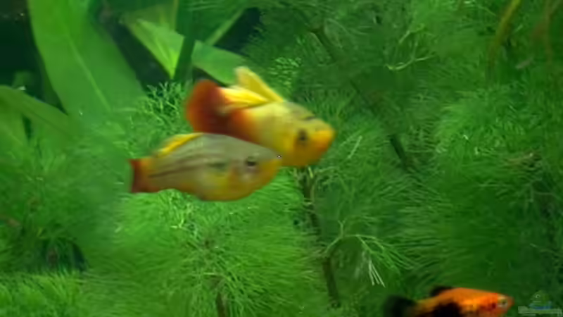 Papageienplaty- Paar mit Nachwuchs von Fabian Eckel (14)