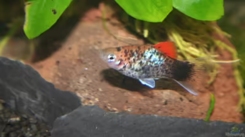 Papageienplaty 2 von Alexander Engel (30)