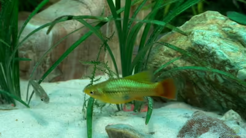 Aquarien für Xiphophorus variatus (Papageienplaty)