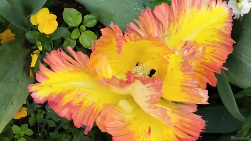 Papageientulpe (Tulipa ´Caribbean Parrot´)