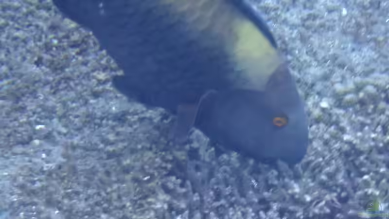 Papageifische im Aquarium: Ein umfassender Ratgeber