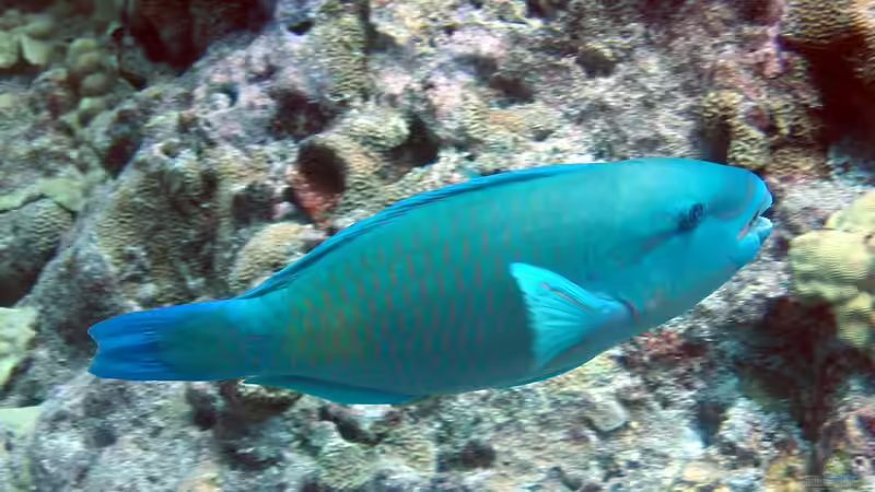 Papageifische im Aquarium: Ein umfassender Ratgeber