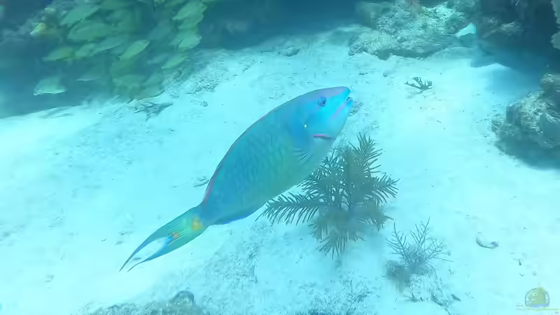 Papageifische im Aquarium: Ein umfassender Ratgeber