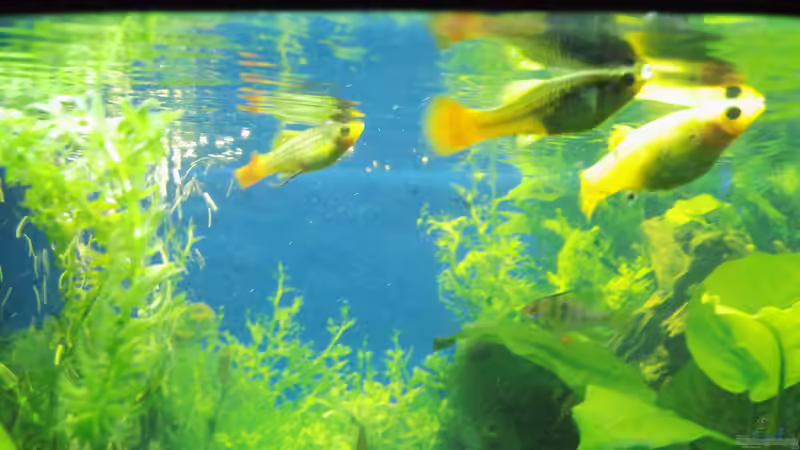 Papageinplatygruppe von aqua david (23)