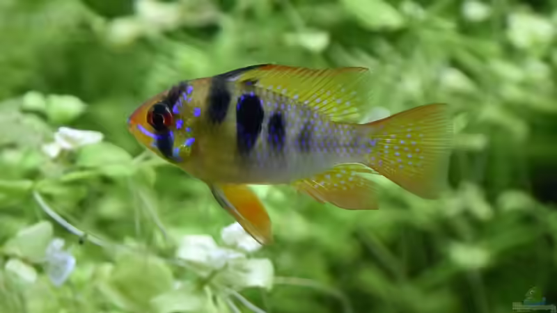 Papiliochromis ramirezi von Josef Kalt (8)