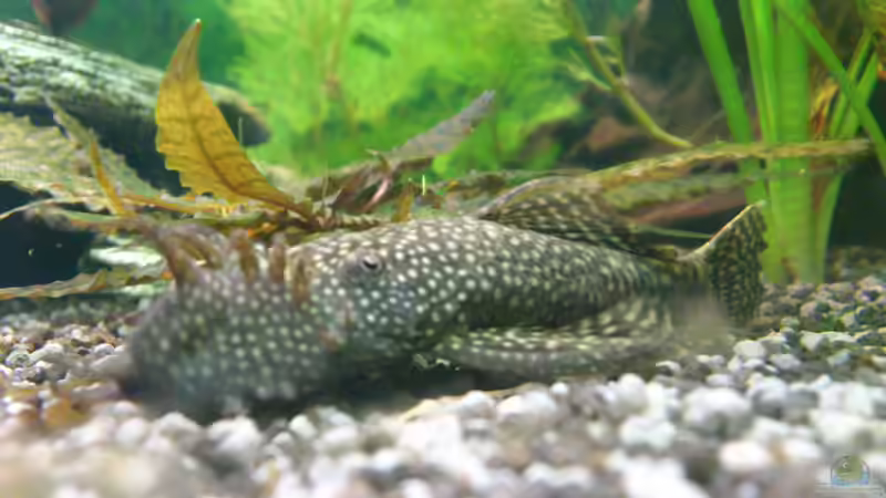 Pappa mal wieder öfters zu sehen seit die Jungen aus der Höhle raus sind 10.01.13 von Stephan Groß (34)