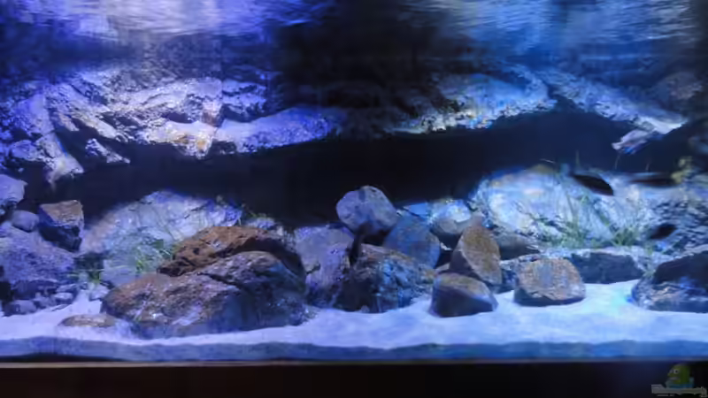 Papua und H-Modul von Strücher Jung (7)