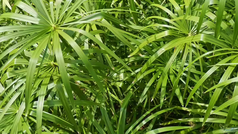 Papyrus - Gartenpflanze mit geschichtlicher Bedeutung