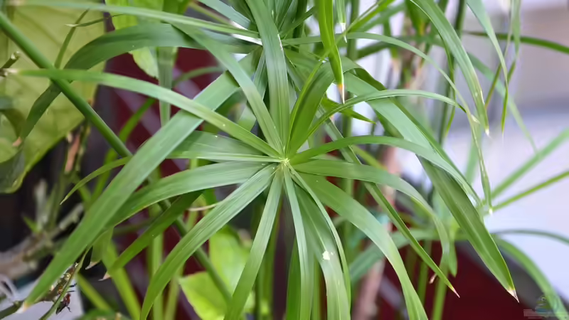 Papyrus - Gartenpflanze mit geschichtlicher Bedeutung