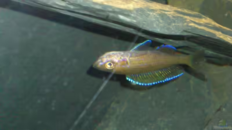 Para Weibchen mit Eier im Maul (leider nicht gut zu sehen, sind nur wenige Eier) von Flipper (3)