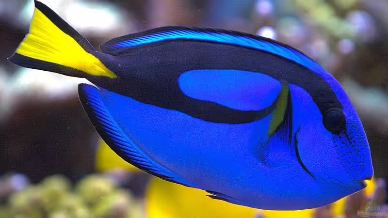 Paracanthurus hepatus - Paletten Doktorfisch von .uschi (41)