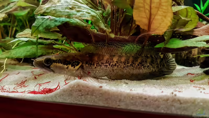 Parachanna africana von Arne Wilkens (11)