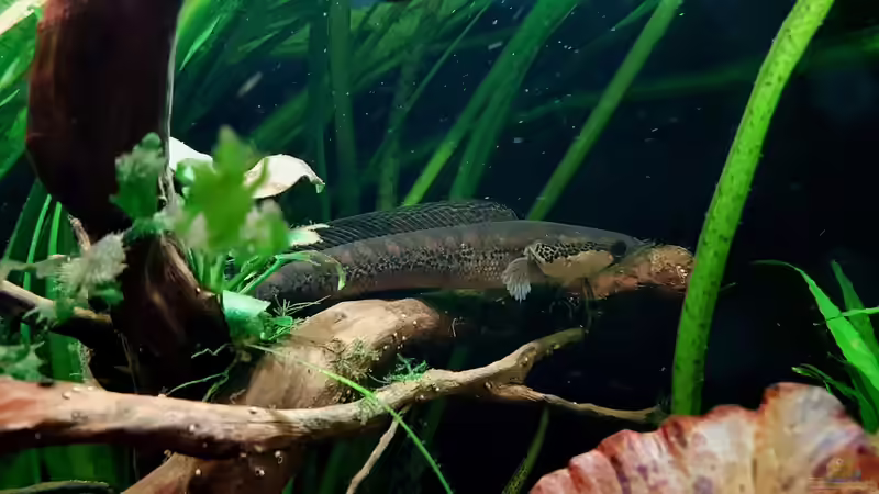 Parachanna africana von Arne Wilkens (14)