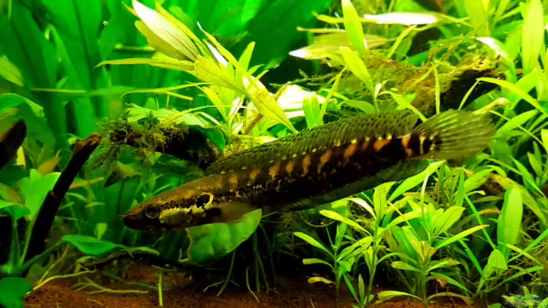 Parachanna africana von Arne Wilkens (15)