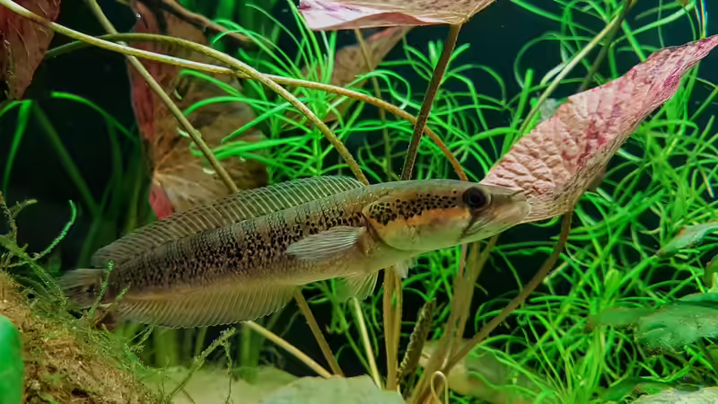 Aquarien mit Schlangenkopffischen (Channa, Parachanna)