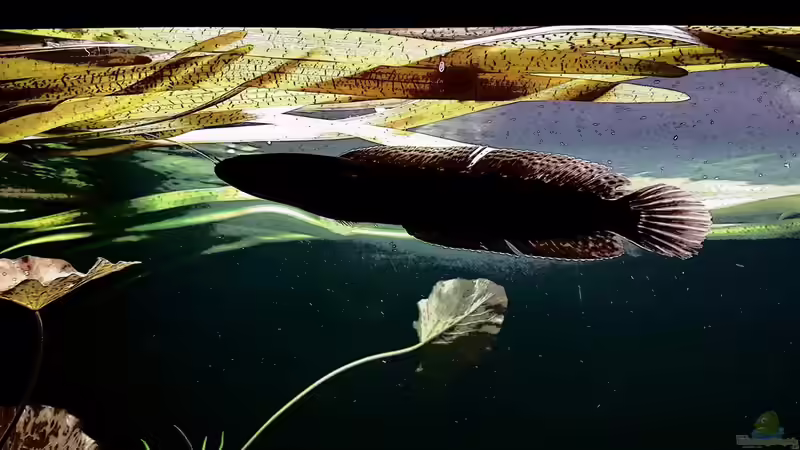 Aquarium mit Parachanna africana (Afrikanischer Schlangenkopffisch)