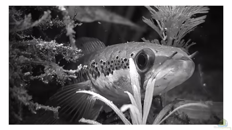 Aquarium mit Parachanna africana (Afrikanischer Schlangenkopffisch)