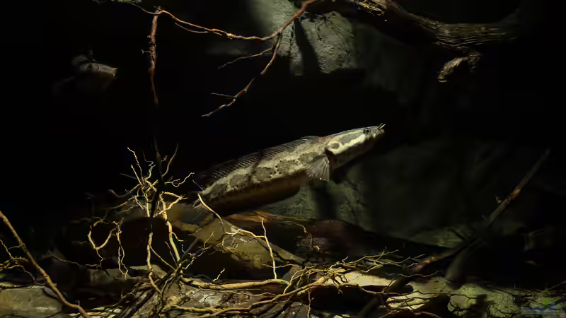 Parachanna obscura von Zigermandli (2)