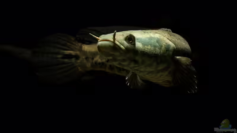 Parachanna obscura von Zigermandli (5)