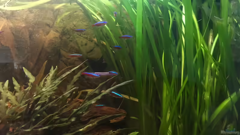 Paracheirodon axelrodi/ Roter Neon von Raven887 (62)