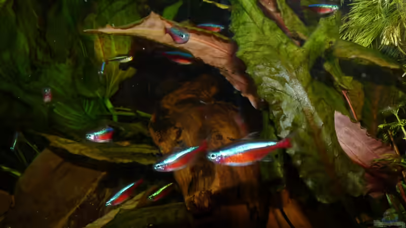 Paracheirodon axelrodi  von Guzzi-Werner (39)