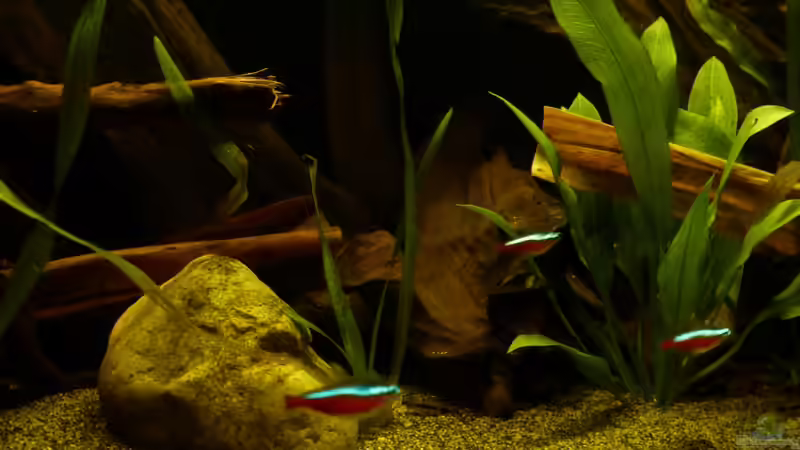 Paracheirodon axelrodi 11.03.13 von ~Marco~ (50)